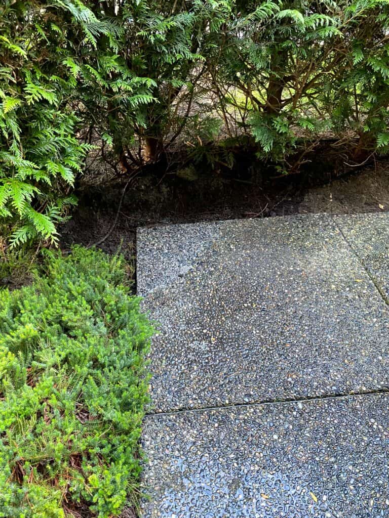 A wet concrete pathway is bordered by lush green shrubs and trees on both sides.