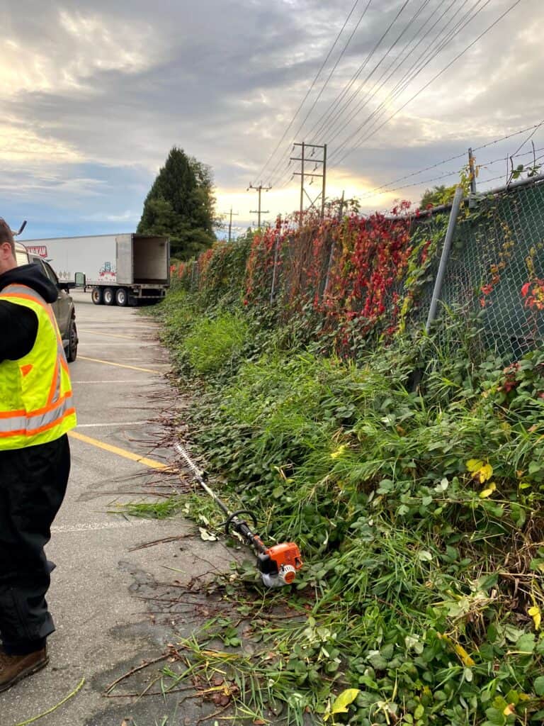 A worker in a safety vest stands near an overgrown fence with red leaves, while a trimmer rests on the concrete ground beside them.